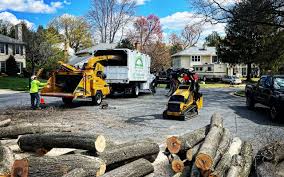Organic Lawn Care Solutions in Lindale, GA