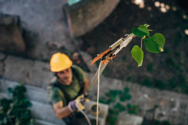 Best Tree Maintenance Programs  in Lindale, GA