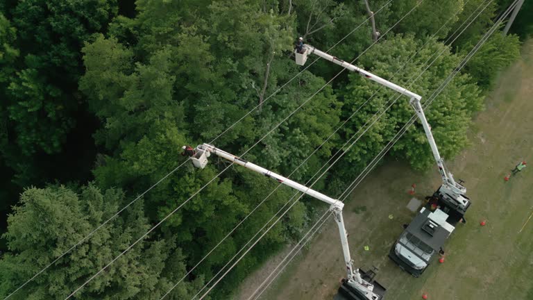 Best Hazardous Tree Removal  in Lindale, GA