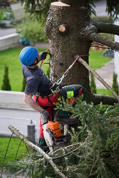 Best Hedge Trimming  in Lindale, GA