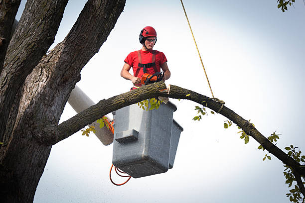 Reliable Lindale, GA Tree Removal Solutions