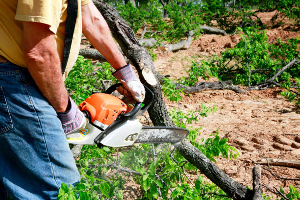  Lindale, GA Tree Removal Pros